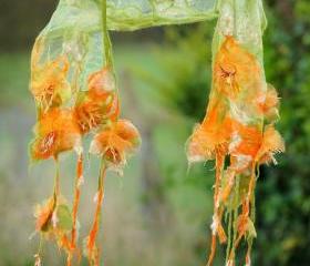 Scarf. Felted Scarf .Nuno Felted Scarf .Handmade wool and organza scarf.Organza Scarf.Flower Scarf.